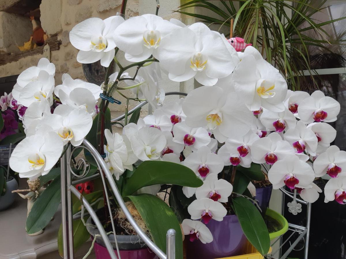 Les Orchidees Chambre Hotes Futuroscope Chasseneuil Poitiers Jaunay-Clan Exteriör bild
