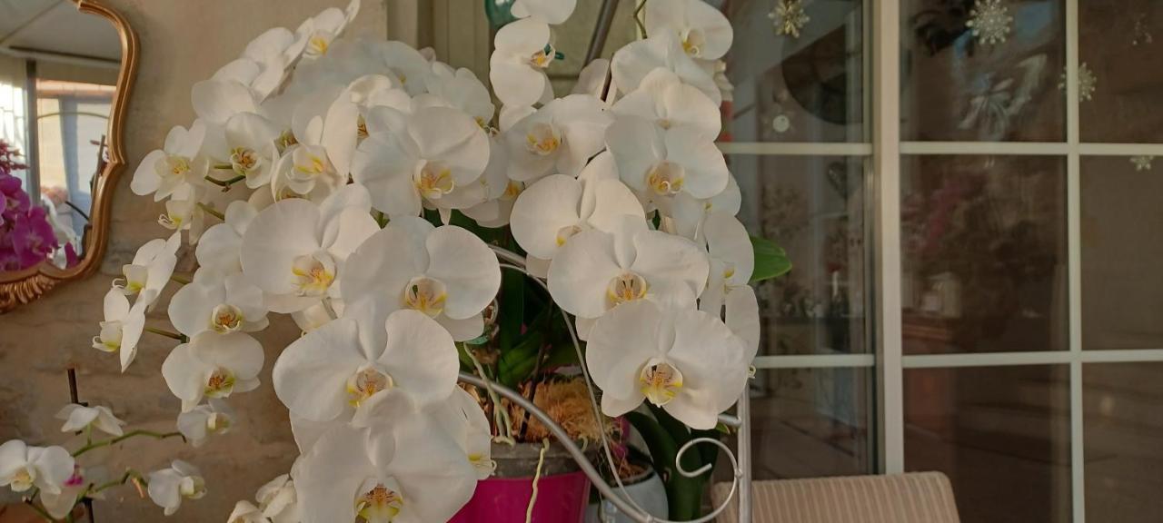 Les Orchidees Chambre Hotes Futuroscope Chasseneuil Poitiers Jaunay-Clan Exteriör bild