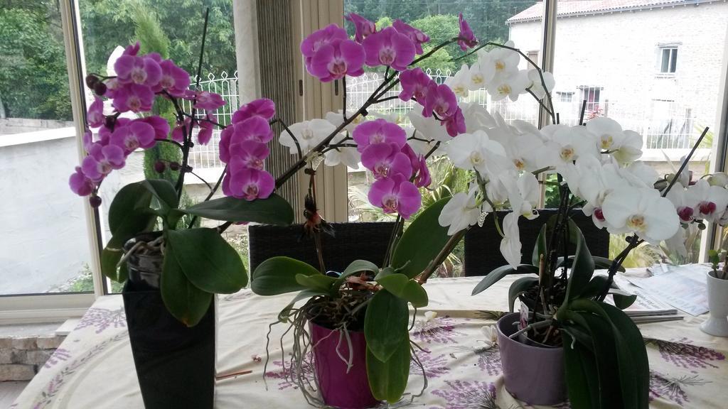 Les Orchidees Chambre Hotes Futuroscope Chasseneuil Poitiers Jaunay-Clan Exteriör bild